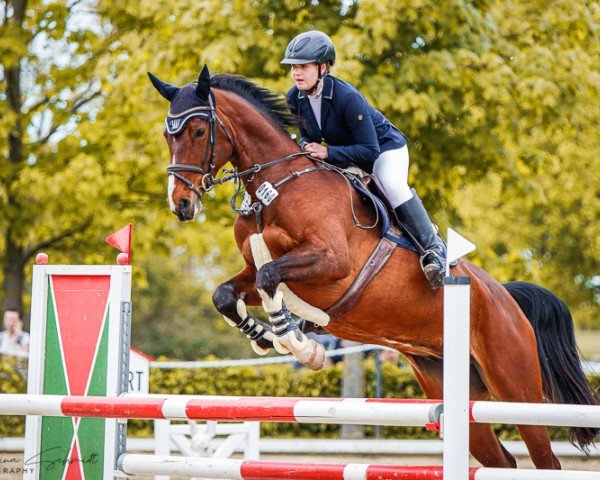 broodmare Felina 218 (Oldenburg show jumper, 2015, from Tangelo van de Zuuthoeve)