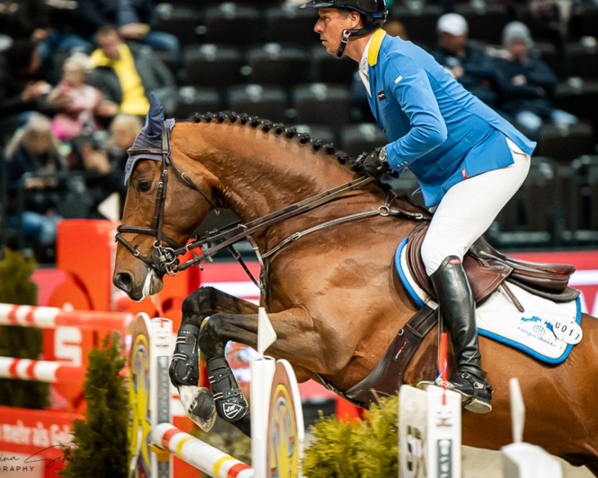 stallion Ansingh de Lis Z (Zangersheide riding horse, 2017, from Aganix du Seigneur)
