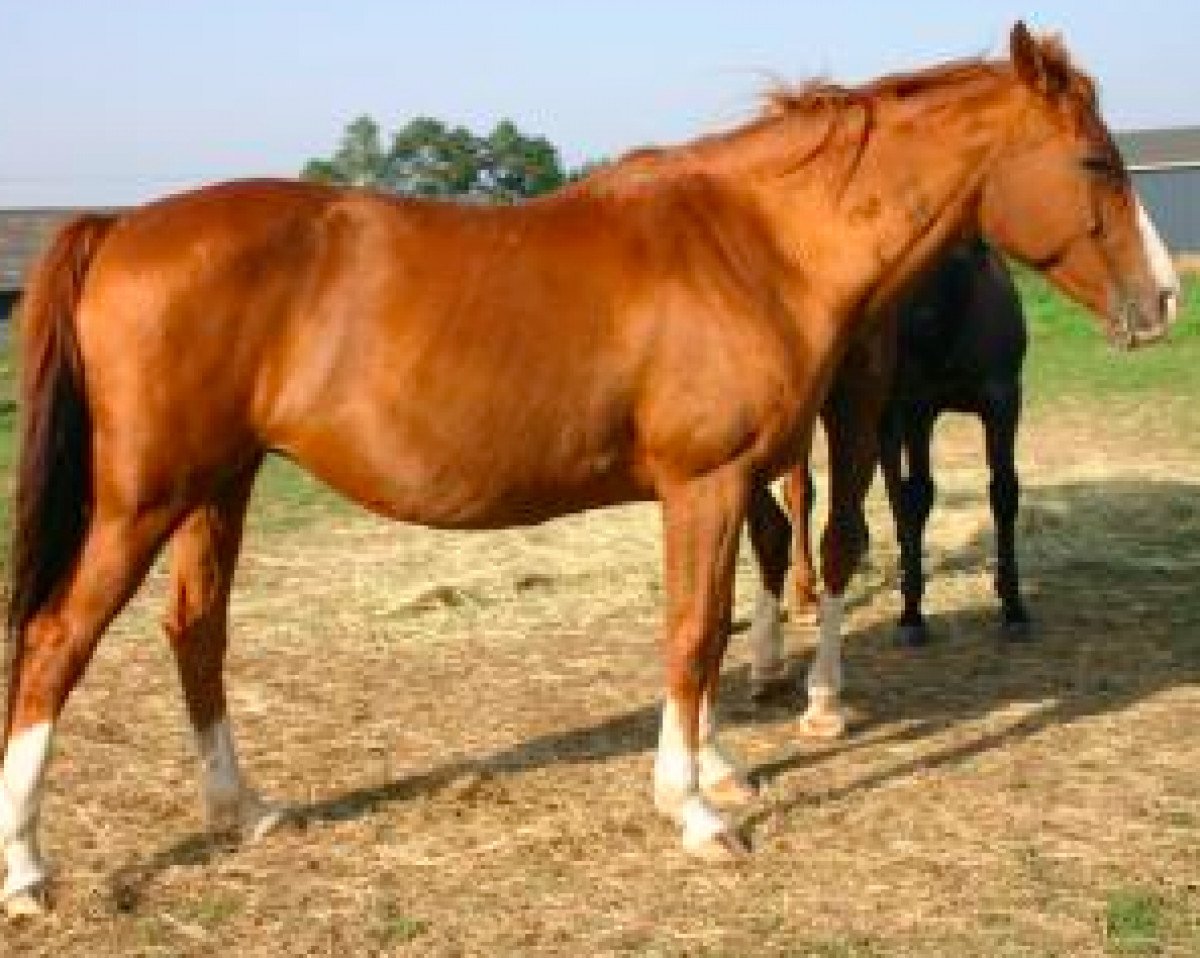 broodmare Hermine du Prelet (Selle Français, 1995, from Narcos II)