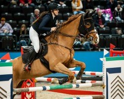 broodmare Chaciosa (Oldenburg show jumper, 2010, from Chacco-Blue)