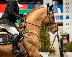 stallion Champion 119 (German Sport Horse, 2008, from Chacco-Blue)