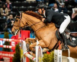 jumper Chapagnarde 2 (Hanoverian, 2016, from Chap II)