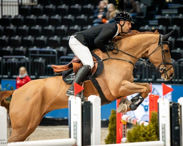 jumper Lamkel Ze Tb (Oldenburg show jumper, 2016, from HH Messenger)