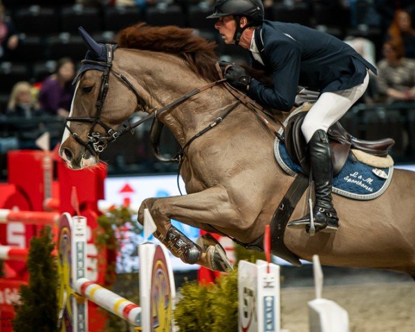 jumper Gently Z (Zangersheide riding horse, 2016, from Gentleman)