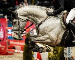 jumper Dakota de Semilly (Oldenburg show jumper, 2017, from Diamant de Semilly)