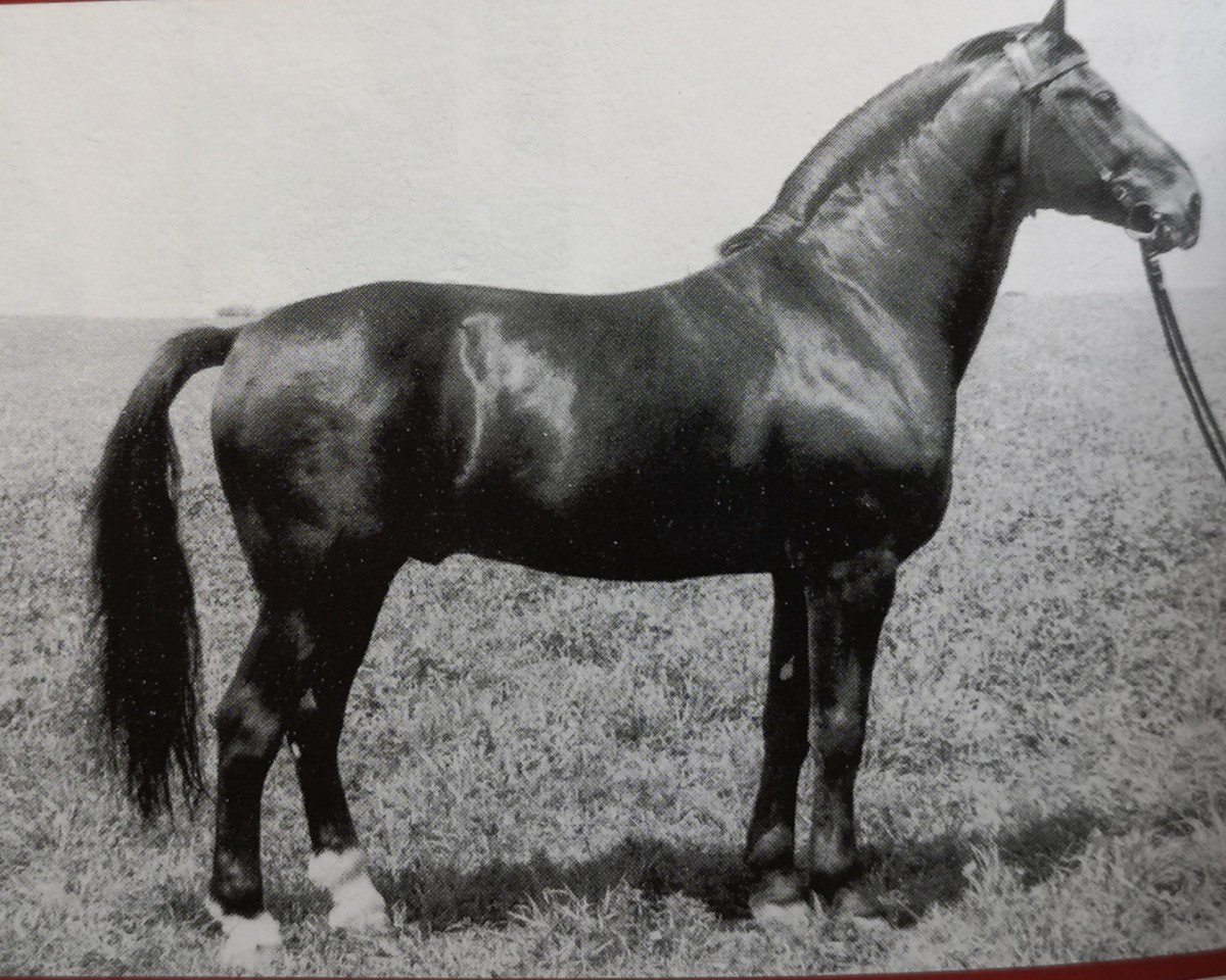 Deckhengst Carel Mo 1311 (Schweres Warmblut, 1969, von Cabinett Mo 1220)