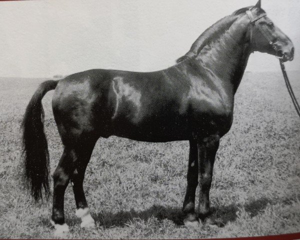 stallion Carel (unknown, 1969, from Cabinett)