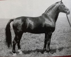 stallion Carel (unknown, 1969, from Cabinett Mo 1220)