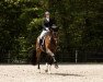 dressage horse Fabulous Fritz (Westphalian, 2016, from Florenciano 6)