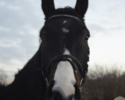 dressage horse Goofy 125 (Hannoveraner, 2010, from Gloster)