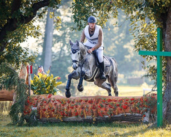 jumper Hickstead's Hurrican Cl (German Sport Horse, 2018, from Hickstead White)