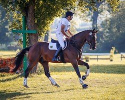 eventing horse Nostradamus P (German Sport Horse, 2018, from Nathan de la Tour AA)