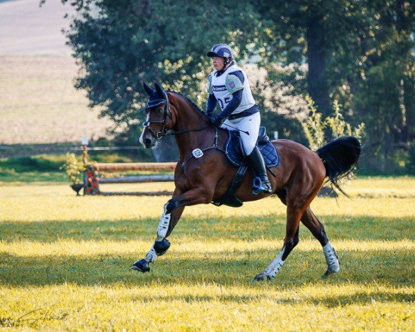 Springpferd Quintessence S (Deutsches Sportpferd, 2017, von Quint)