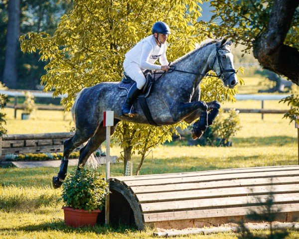 jumper V-eins (German Sport Horse, 2018, from Vulkato)