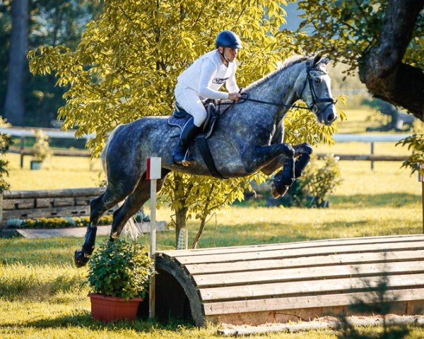 Springpferd V-eins (Deutsches Sportpferd, 2018, von Vulkato)