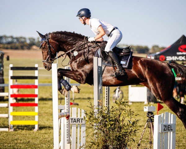 broodmare Lady Chatendra B (German Sport Horse, 2015, from Chatender)