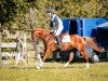 broodmare Abrakadabra B (German Riding Pony, 2015, from Spencer)