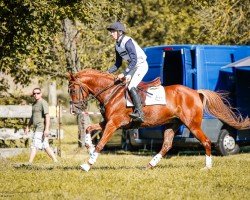 broodmare Abrakadabra B (German Riding Pony, 2015, from Spencer)