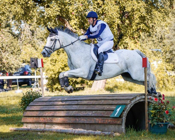 jumper Caramba 115 (German Sport Horse, 2014, from Courtier)