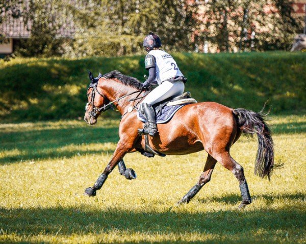 dressage horse Darleen 32 (German Sport Horse, 2013, from Cheetano)