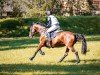 dressage horse Darleen 32 (German Sport Horse, 2013, from Cheetano)