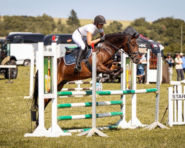 jumper Diego 509 (German Riding Pony, 2012, from Top Douglas)