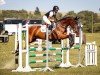 dressage horse Flynn 38 (Oldenburg, 2012, from Lingh)