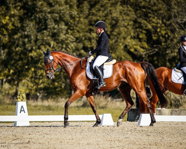 jumper Havanero 18 (Oldenburg show jumper, 2015, from Hold Up Premier)