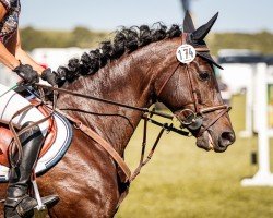 horse Pa - Lina (Trakehner, 2013, from Grafenstolz)