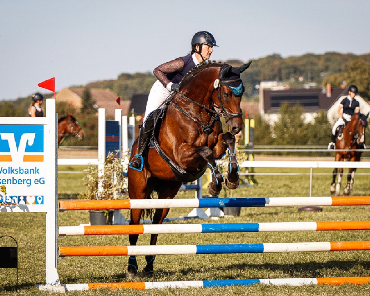jumper Quarkb"llchen 2 (German Sport Horse, 2016, from Quick Amour GE)
