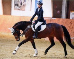 jumper Happy Oranjehof's Heart Beadin (German Riding Pony, 2018, from Dance Star AT)