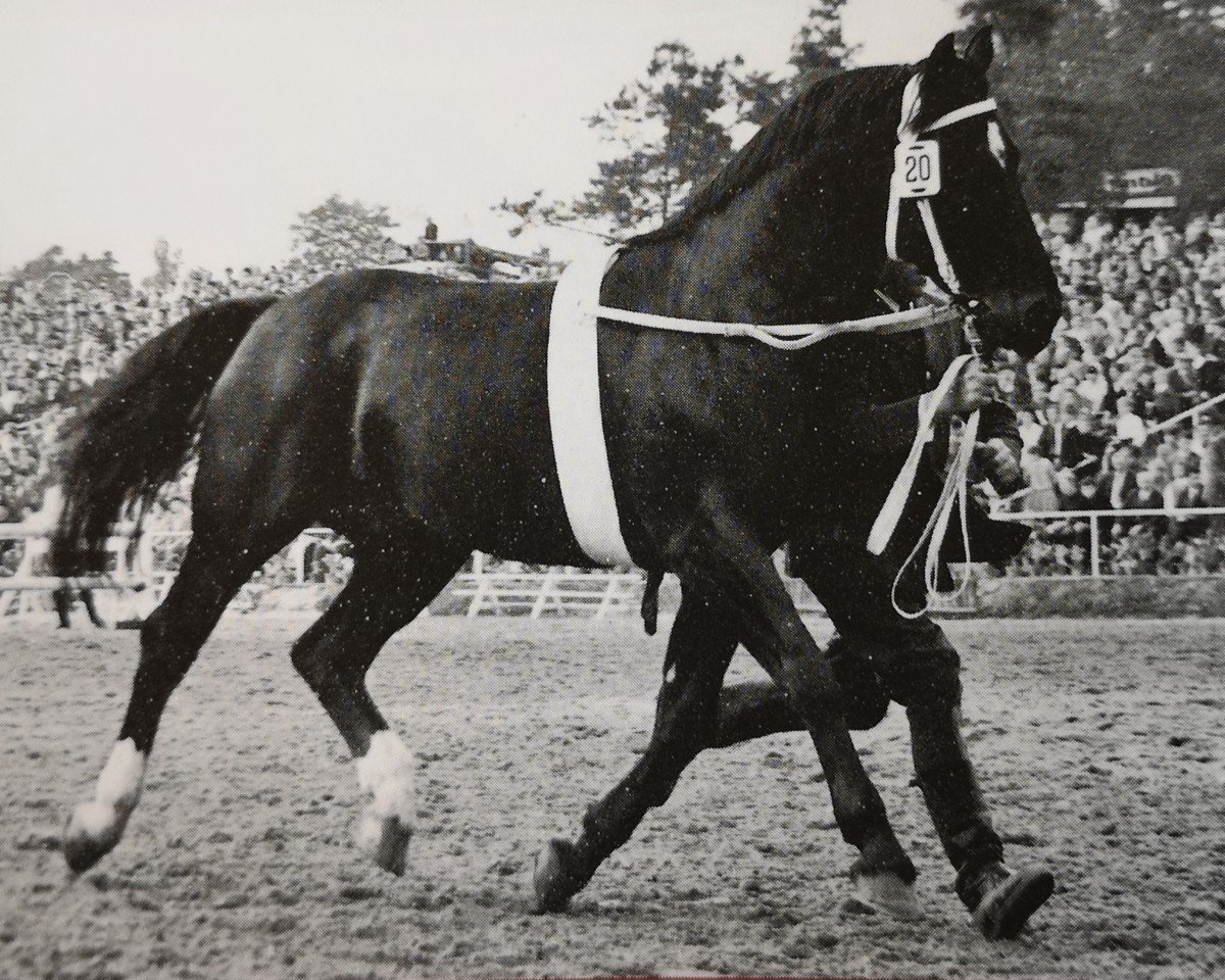 stallion Cabinett Mo 1220 (Oldenburg, 1962, from Condor AN)