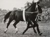 stallion Cabinett (Oldenburg, 1962, from Condor AN)