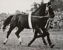 stallion Cabinett Mo 1220 (Oldenburg, 1962, from Condor AN)