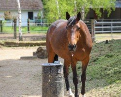 dressage horse Banzai Pipeline (Hanoverian, 2016, from Buckingham)