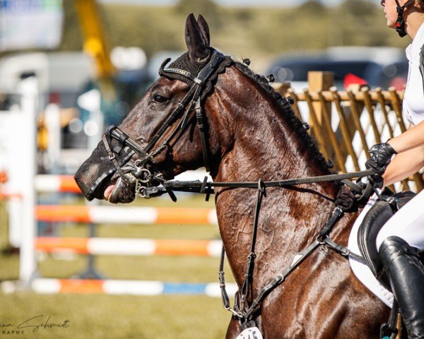 Springpferd Pin Rock's Fade to Black (Finnisches Warmblut, 2012, von Pin Rock's Black Velvet 147 FIN)