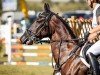 jumper Pin Rock's Fade to Black (Finnish Warmblood, 2012, from Pin Rock's Black Velvet 147 FIN)