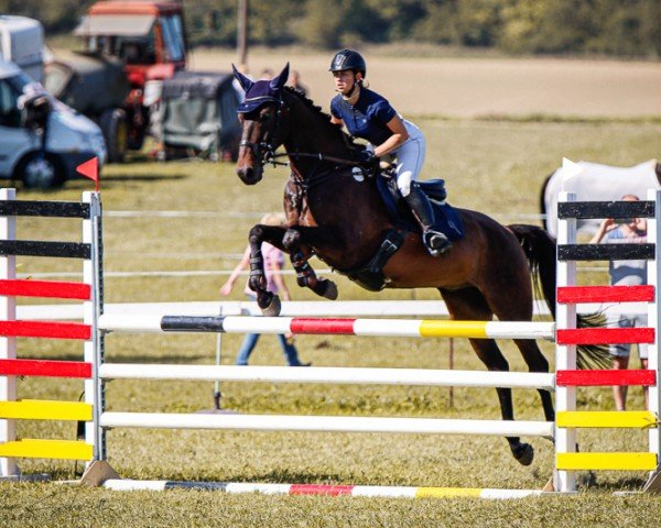 jumper Rialto Grande (German Warmblood, 2016, from Prince Anthony xx 3)