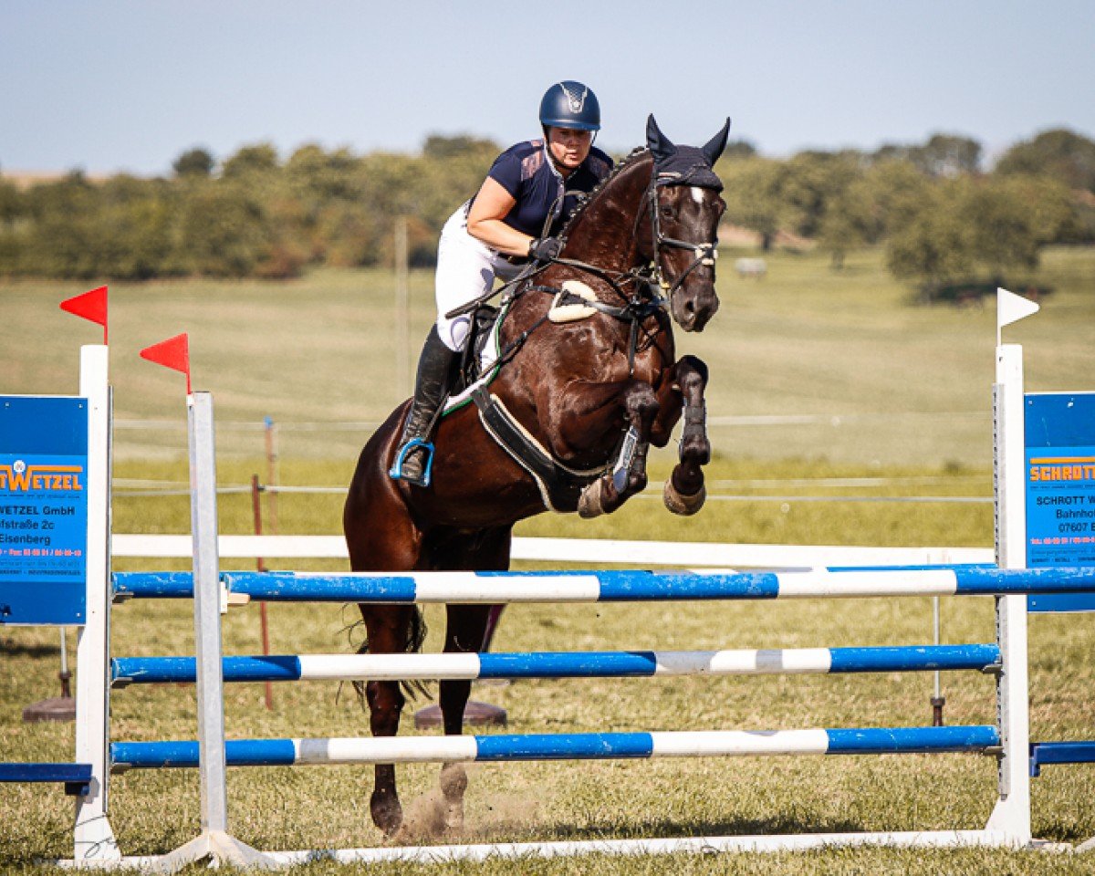 jumper Scheitan (German Sport Horse, 2005, from Syndikat)