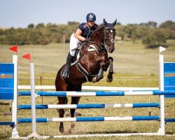 jumper Scheitan (German Sport Horse, 2005, from Syndikat)