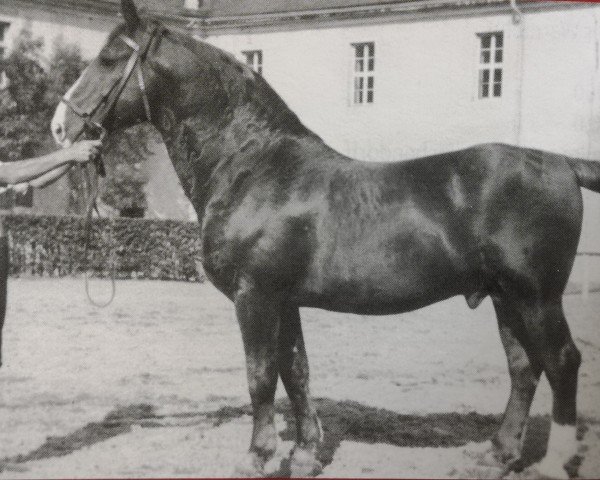 stallion Emshoern 546 (Heavy Warmblood, 1933, from Emshörn 1637)