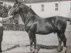 stallion Emshoern 546 (Heavy Warmblood, 1933, from Emshörn 1637)