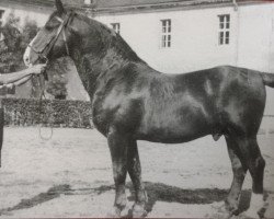 Deckhengst Emshoern 546 (Schweres Warmblut, 1933, von Emshörn 1637)