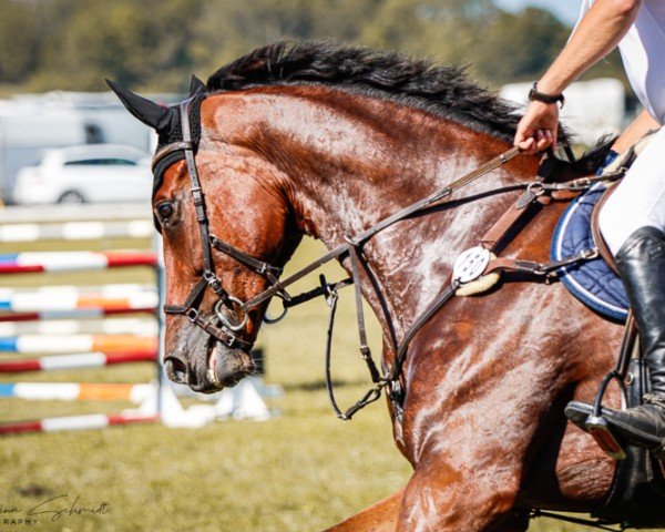 Springpferd Veritas 36 (Deutsches Sportpferd, 2016, von Valentino)