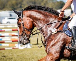 jumper Veritas 36 (German Sport Horse, 2016, from Valentino)