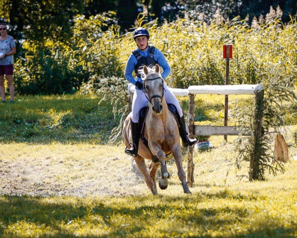 dressage horse Kinetic Flow (Swedish Warmblood, 2016, from Wizard)