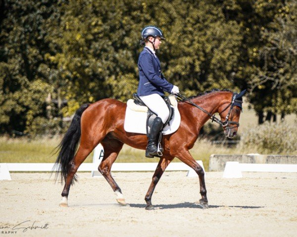 dressage horse Piccolo 420 (Pony without race description, 2000)