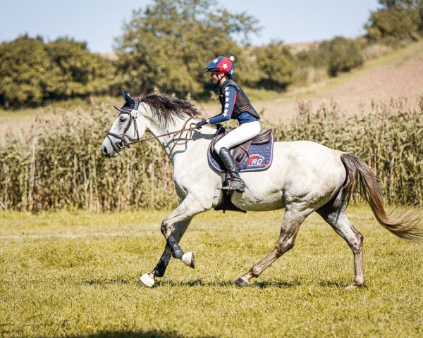 Springpferd Primero 47 (Deutsches Sportpferd, 2018, von Prinz Ludwig)