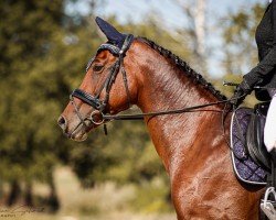 jumper Mazurka T (German Sport Horse, 2009, from Quidams Quit)