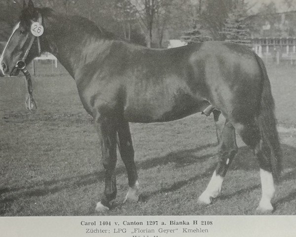 stallion Carol (Heavy Warmblood, 1979, from Canton)